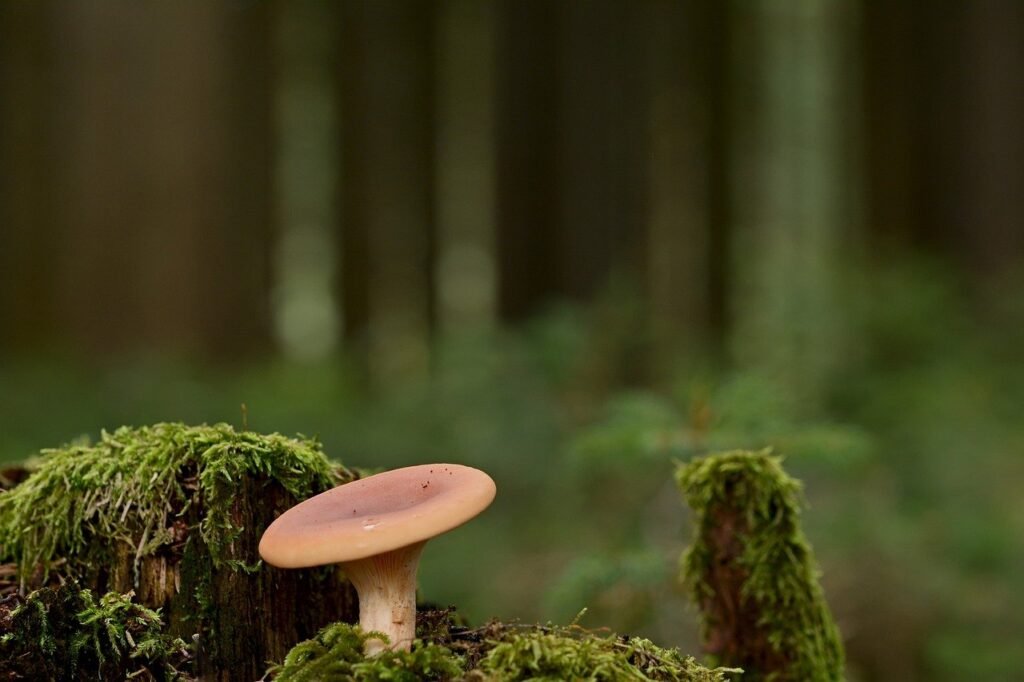 mushroom, disc fungus, forest floor-7555705.jpg